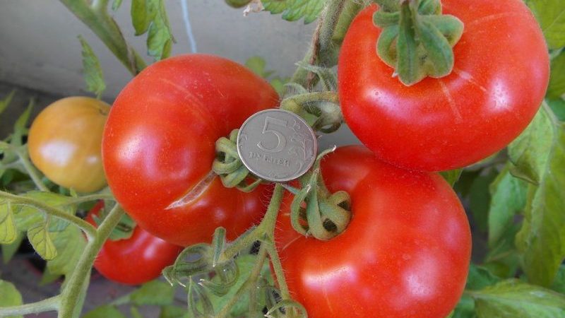 Çalıları doğru bir şekilde oluştururuz: cılız domates üvey çocuk yapar ve hangi çeşitler bu aşamayı gerektirmez