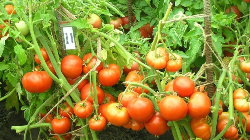 Nous formons les arbustes correctement: faites des tomates rabougries et quelles variétés ne nécessitent pas cette étape