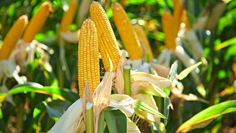 How corn grows: photos and stages of cultivation, advice from experienced farmers