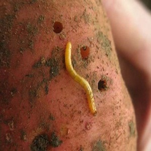 Controle eficaz de pragas: como se livrar de um verme em um canteiro de batatas
