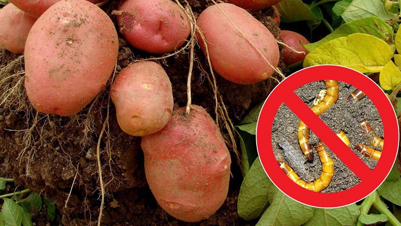 Epektibong pest control: kung paano mapupuksa ang isang wireworm sa isang patatas patch