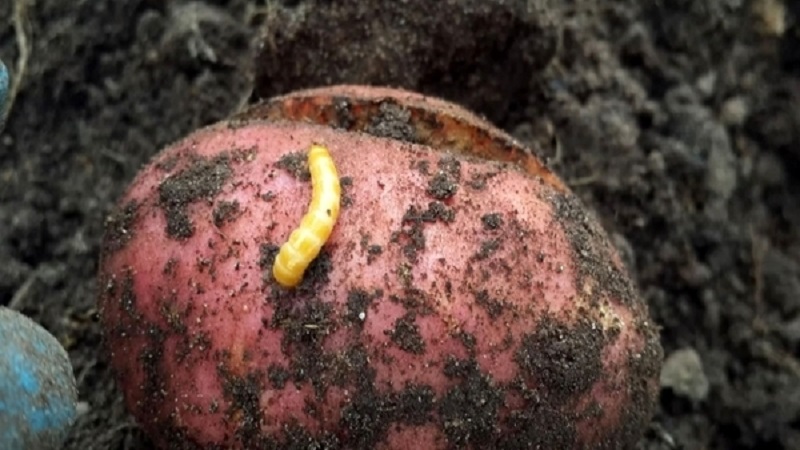Etkili haşere kontrolü: patates tarlasındaki tel kurdu nasıl kurtulur