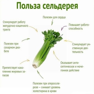 Celery para sa pagbaba ng timbang: magkano ang makakain mo bawat araw