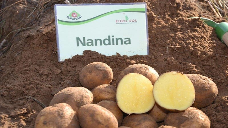 Variedade de batata Nandina de maturação precoce com boa qualidade de conservação