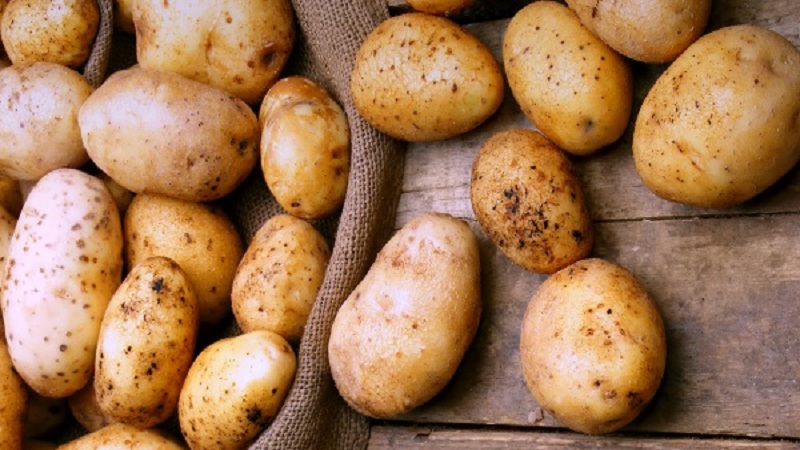 Varietat de patates maduració primerenca Nandina amb bona conservació