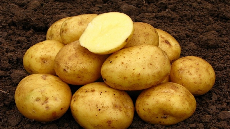 מגוון תפוחי אדמה עם התבגרות מוקדמת Nandina באיכות שמירה טובה