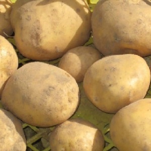 Maagang pagkahinog ng iba't ibang patatas na Nandina na may mahusay na kalidad ng pagsunod