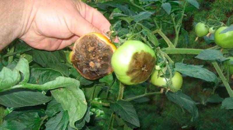 Was sind die Krankheiten der Tomaten im Gewächshaus und der Kampf gegen sie