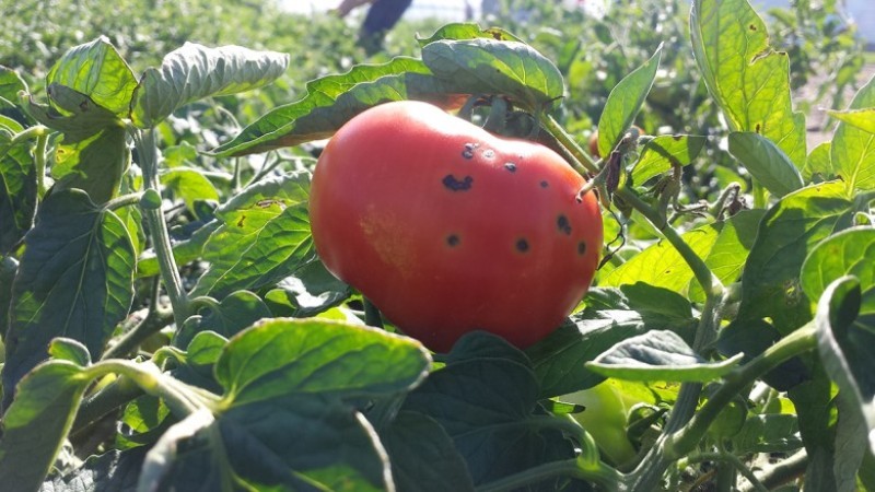 Serada domateslerin hastalıkları nelerdir ve bunlarla mücadele
