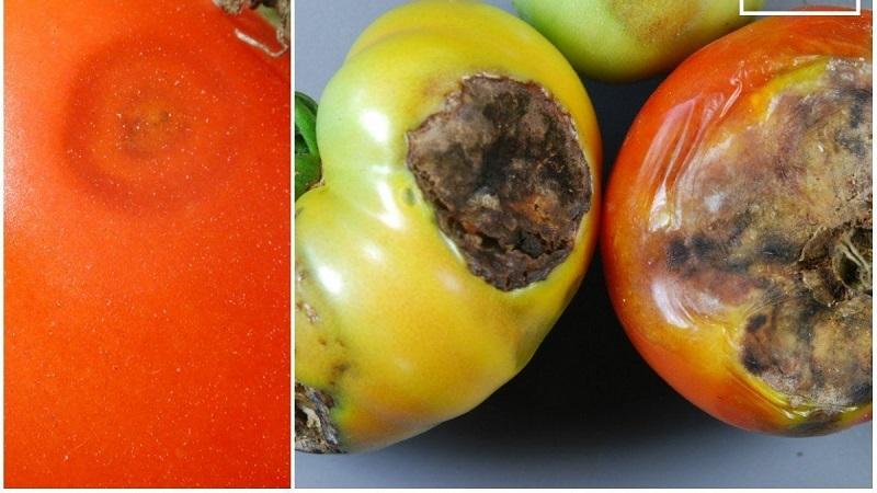 Wat zijn de ziekten van tomaten in de kas en de strijd ertegen