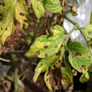 What are the diseases of tomatoes in the greenhouse and the fight against them