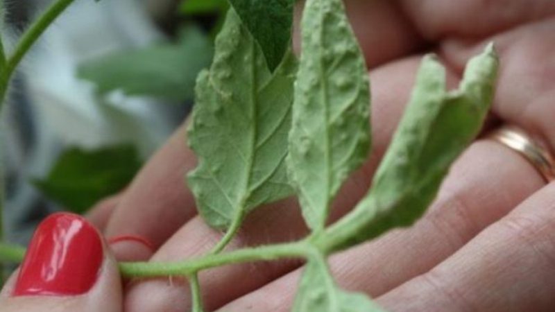 Какви са болестите на доматите в оранжерията и борбата срещу тях