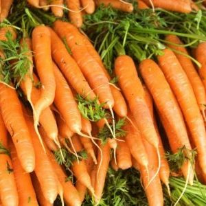 Un híbrido de zanahorias de maduración temprana con excelentes rendimientos: Amsterdam