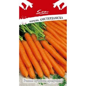 Varhain kypsä porkkanahybridi, jolla on erinomaiset saannot: Amsterdam