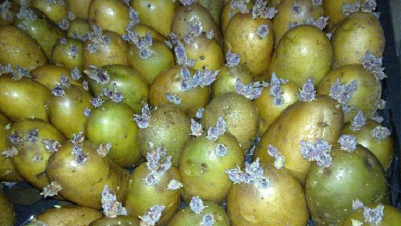 Pourquoi la solanine dans les pommes de terre est-elle dangereuse?