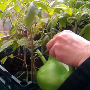 Como alimentar mudas de tomate para que fiquem caules roliços e como fazer isso da maneira certa