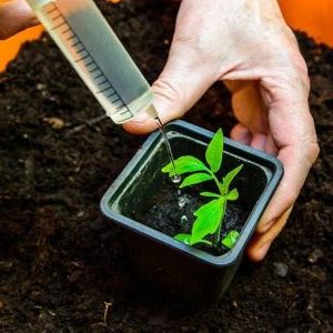 Comment nourrir les plants de tomates pour qu'il y ait des tiges dodues et comment le faire correctement