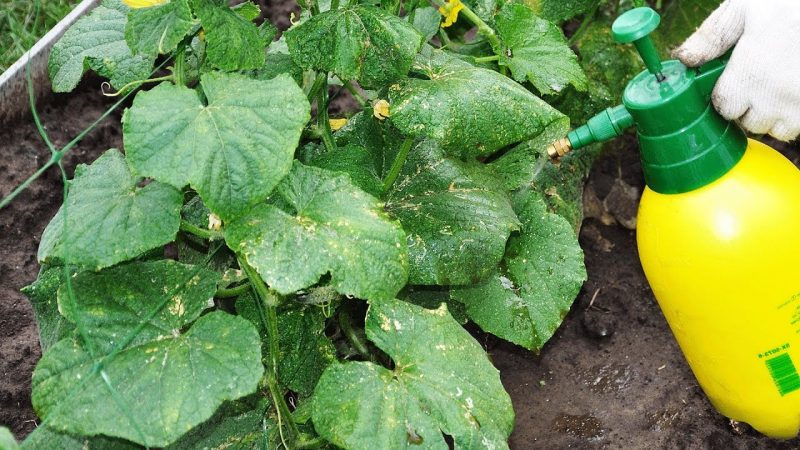 Dlaczego azotan potasu jest przydatny w ogórkach podczas owocowania i jak go prawidłowo używać