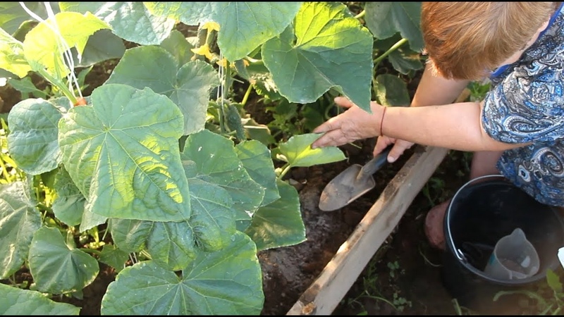 Dlaczego azotan potasu jest przydatny w ogórkach podczas owocowania i jak go prawidłowo używać