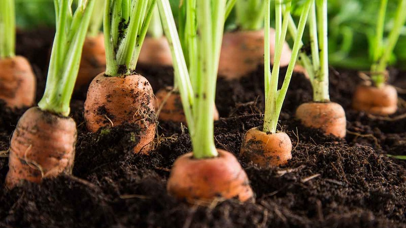 Que faire si les carottes ne poussent pas: mieux vaut se nourrir et comment le faire correctement
