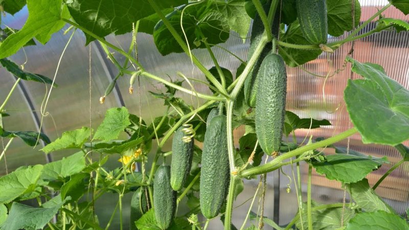 What if the cucumbers from the greenhouse are bitter and why does this happen?