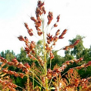 What is Sudanese grass, how is it grown and where is it used