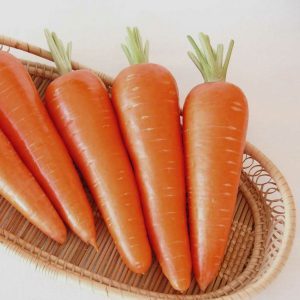 Híbrido suculento e doce de cenouras Abaco F1 com alto rendimento