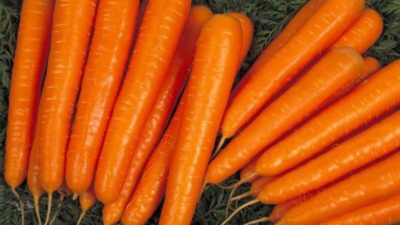 Variedade de cenoura no meio da temporada Niiokh 336