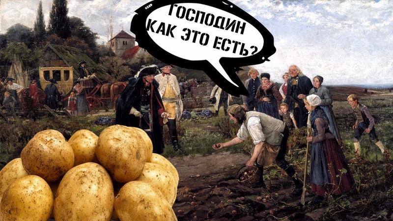 The history of the origin and distribution of potatoes: where the potatoes come from and how they gained their popularity