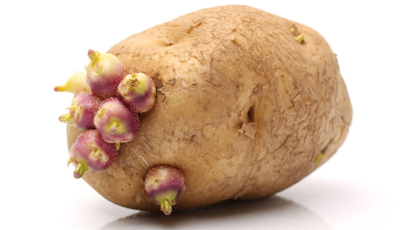 Hoe en van wat aardappelen te ontkiemen voordat ze worden geplant