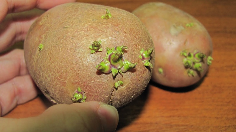 How and from what to sprout potatoes before planting