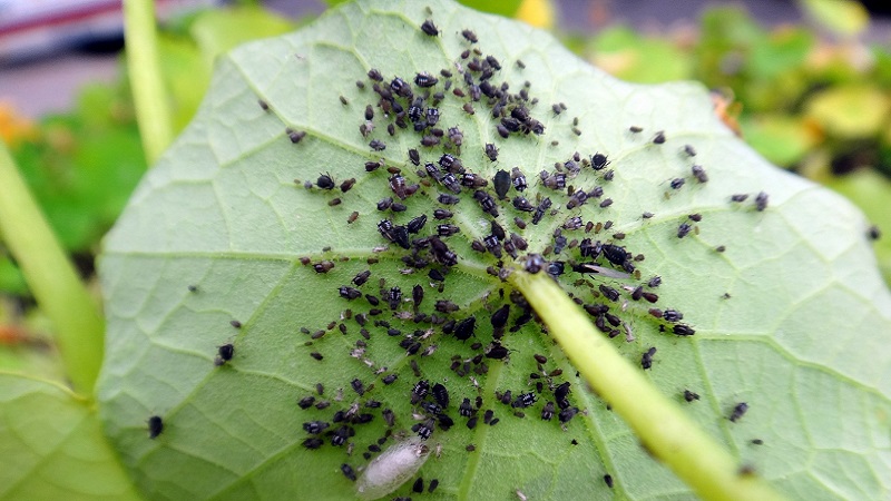 How to deal with aphids on cucumbers: the best folk remedies