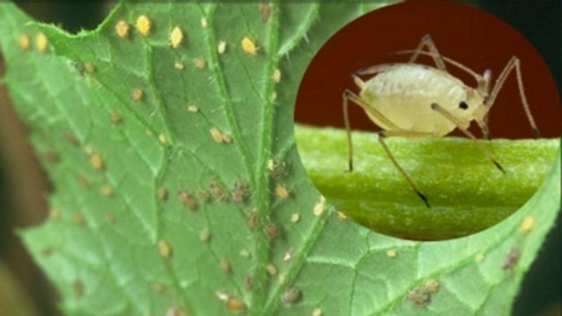 Paano haharapin ang aphids sa mga pipino: ang pinakamahusay na mga remedyo ng katutubong