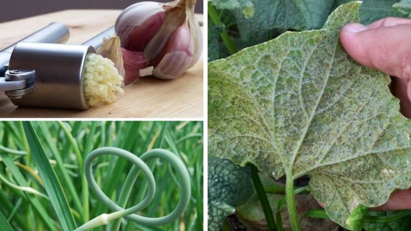 Hur man hanterar bladlöss på gurkor: de bästa folkrättsmedel