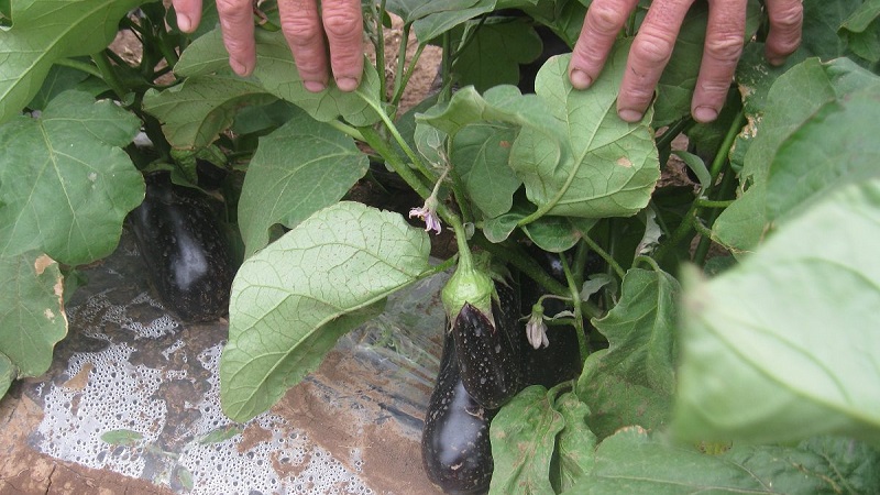 Paano mabuo nang tama ang mga eggplants sa isang greenhouse: mga tagubilin para sa mga nagsisimula na hardinero