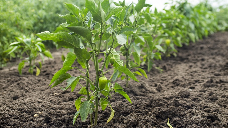 Comment arroser correctement le poivre en plein champ: instructions avec les conseils de jardiniers expérimentés