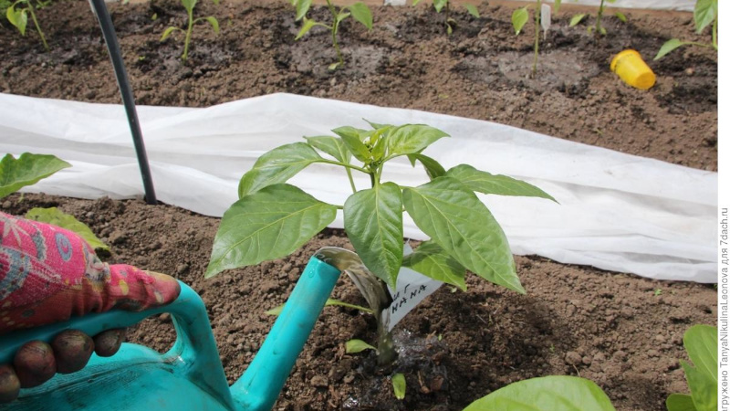 Comment arroser correctement le poivre en plein champ: instructions avec les conseils de jardiniers expérimentés