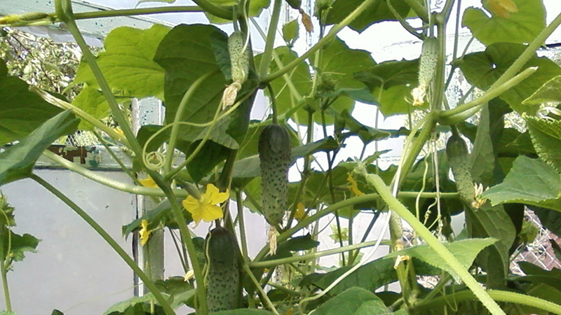 Paano magtanim ng mga pipino sa Hulyo sa isang greenhouse at posible na gawin ito