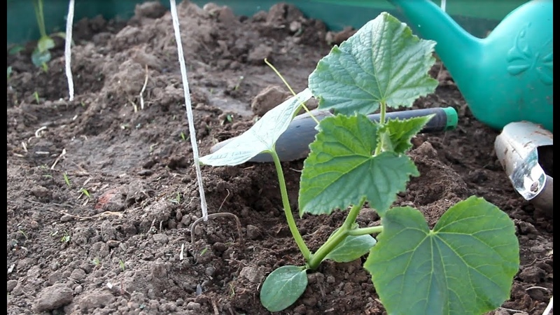 Temmuz ayında bir serada salatalık nasıl ekilir ve bunu yapmak mümkün mü