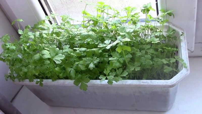 Bir pencere üzerinde maydanoz nasıl düzgün bir şekilde yetiştirilir ve tüm yıl boyunca hasat nasıl yapılır