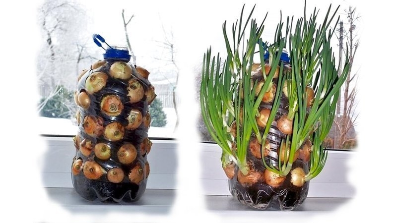Evde plastik bir şişede soğan nasıl yetiştirilir
