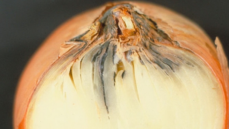 ¿Cuáles son las enfermedades de las cebollas y cómo tratarlas?