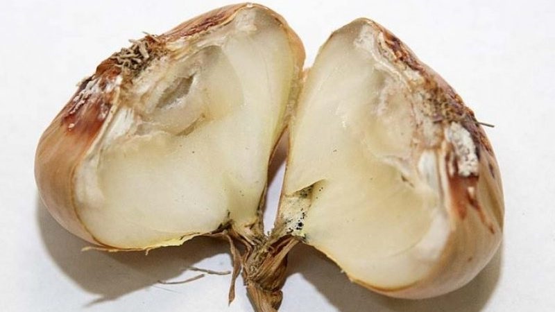 Was sind die Krankheiten der Zwiebeln und wie geht man damit um?