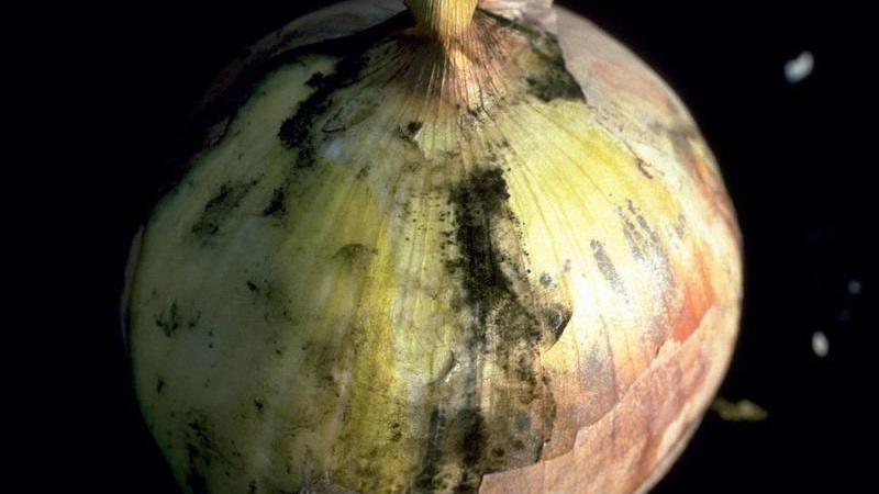 ¿Cuáles son las enfermedades de las cebollas y cómo tratarlas?