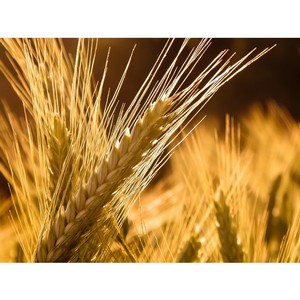 Các giống lúa mạch đen là gì: gieo hạt, mùa đông và các giống khác