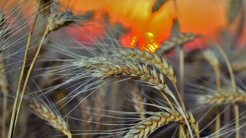 Các giống lúa mạch đen là gì: gieo hạt, mùa đông và các giống khác