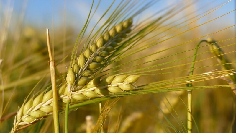 What are the varieties of barley, their characteristics and description
