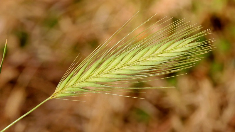 What are the varieties of barley, their characteristics and description