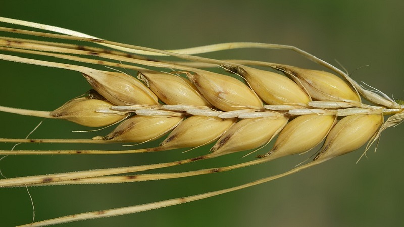 Ano ang mga uri ng barley, ang kanilang mga katangian at paglalarawan