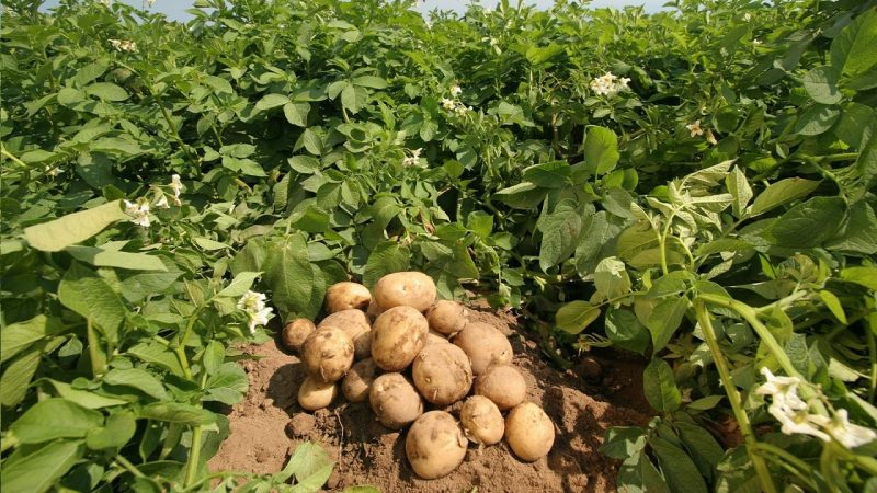 What types of dressings are best used when planting potatoes